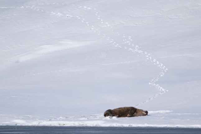 A walrus rests on the shore of the Borebukta Bay