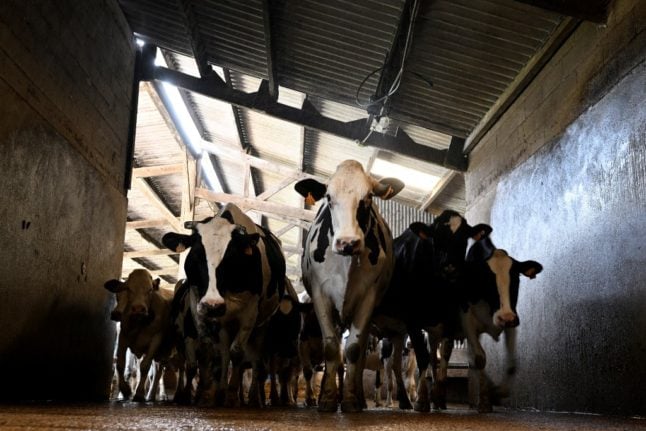 Spain to install video surveillance in abattoirs