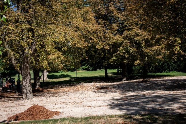 Reader question: Why are the leaves falling in summer and does that mean my garden is dead?