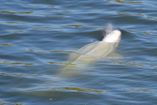 Beluga whale is now stationary in Seine