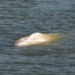‘Little hope’ of saving beluga whale stranded in France’s River Seine
