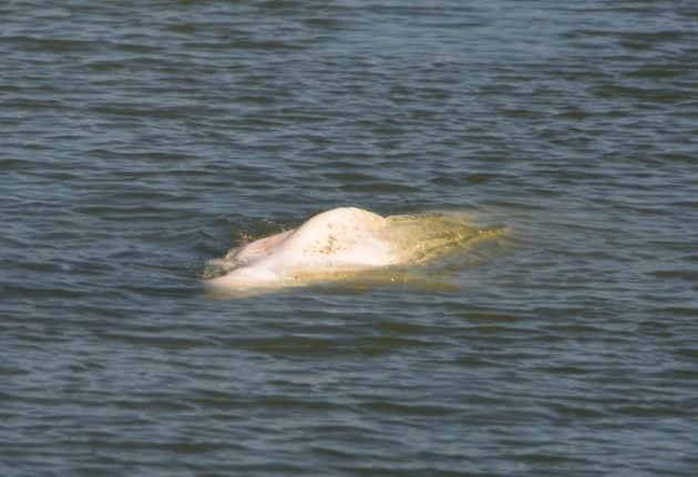 ‘Little hope’ of saving beluga whale stranded in France’s River Seine
