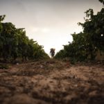 Fears for 2022 French wine vintages because of ‘stressed grapes’
