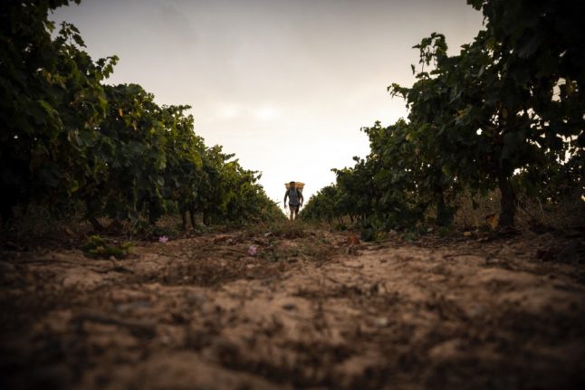 Fears for 2022 French wine vintages because of ‘stressed grapes’