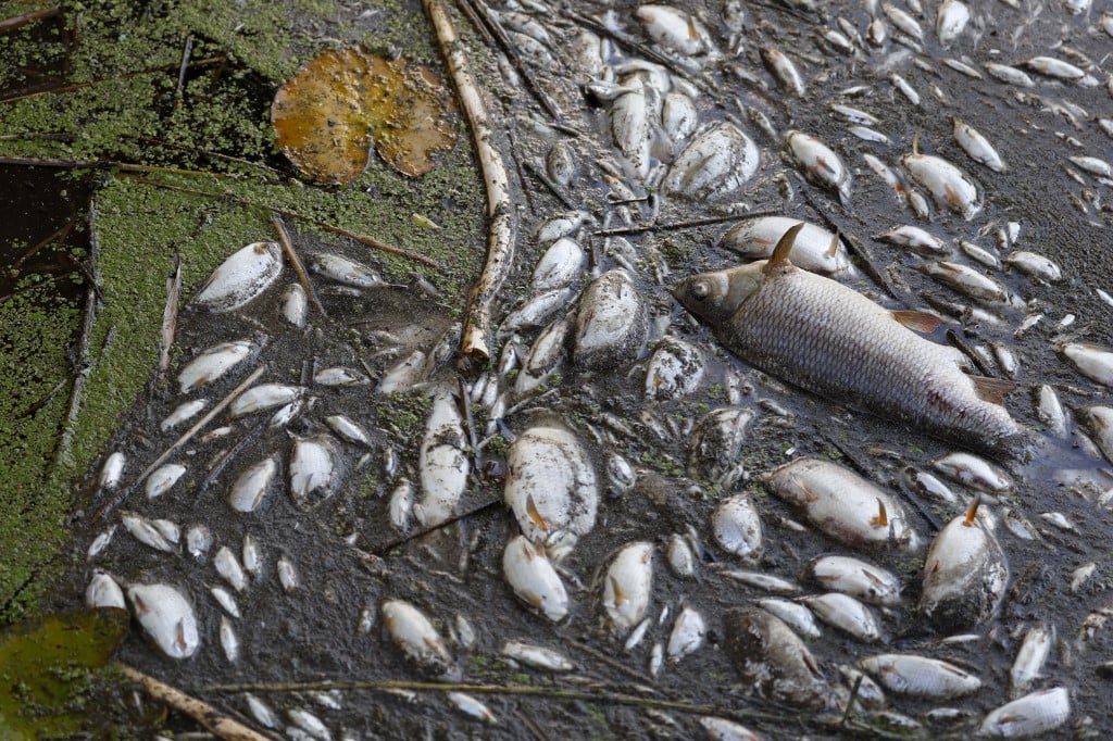 Dead fish are pictured on the banks of the river Oder in Schwedt, eastern Germany on August 12th, 2022.