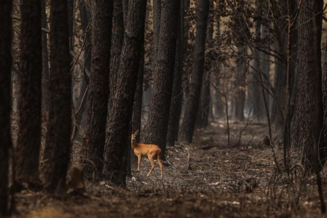 A doe looks on in a burnt forest following a fire in South Gironde,