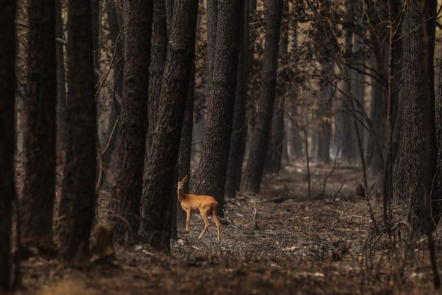 A doe looks on in a burnt forest following a fire in South Gironde,