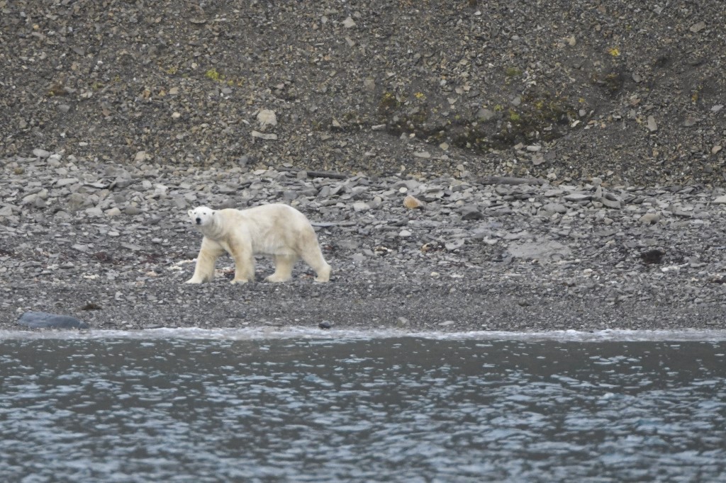 Pictured is a polar bear in Svalbard. 