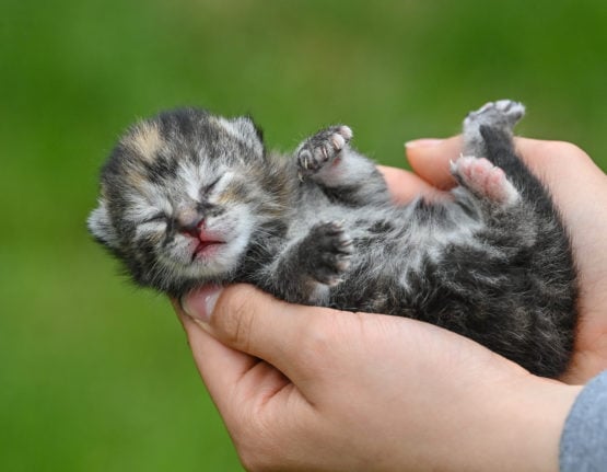 A girl holds a seven-day-old kitten in her hand.