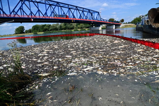 Dead fish on the water surface of the German-Polish border river Oder.