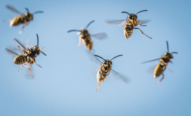 Wasps fly towards their nest in a residential building, in Frankfurt am Main.