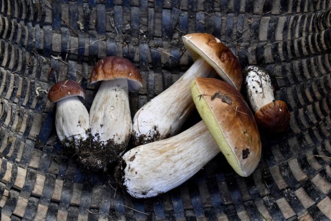 What you need to know as France’s mushroom foraging season kicks off