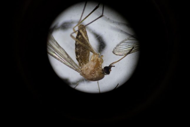 A mosquito of the Culex species viewed under a microscope.