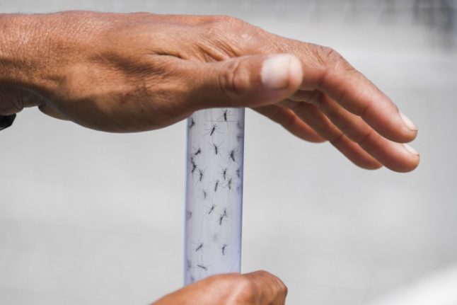 Mosquitoes held in a vial as scientific experiments are conducted in a Brazilian lab.