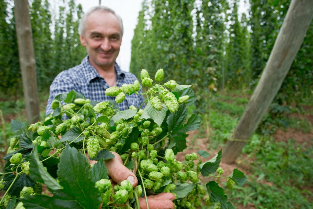 Hop farmer Hans Heckl holds a hop pole in his hands in Mosbach near Spalt (Middle Franconia).