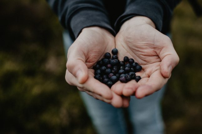 The rules for foraging for fruit and mushrooms in France’s forests