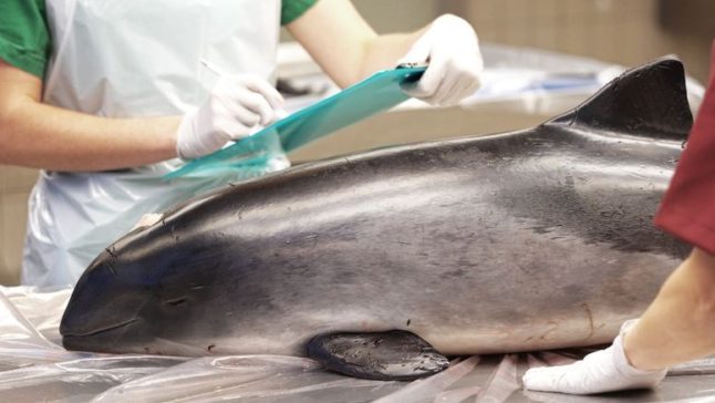 Sweden records world's first case of bird flu in a porpoise