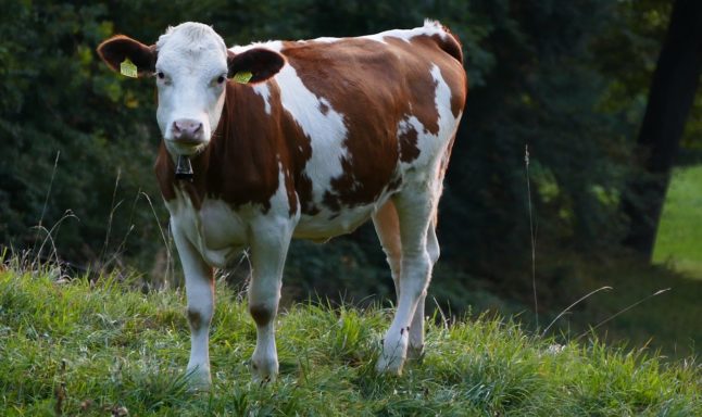 ‘Critical situation’: Drought threatens Switzerland’s cheese production