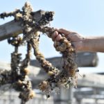 How heatwaves have battered Spain’s mussel harvests