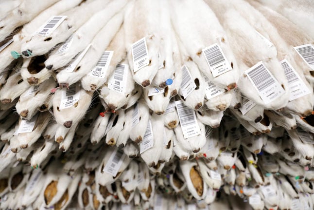 Denmark lifts Covid ban on mink fur farming