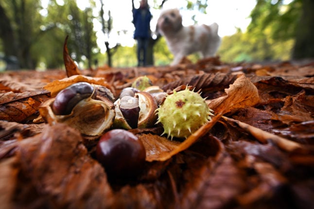 Chestnuts lie on the ground in a park in Cologne
