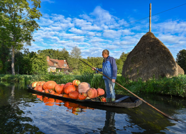 Farmer Harald Wenske steers a barge fully loaded with pumpkins across waterways in the Spreewald.
