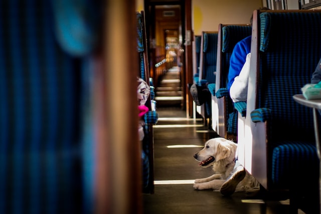 large dogs trains spain