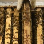 French beekeepers warn of ‘catastrophic’ harvests