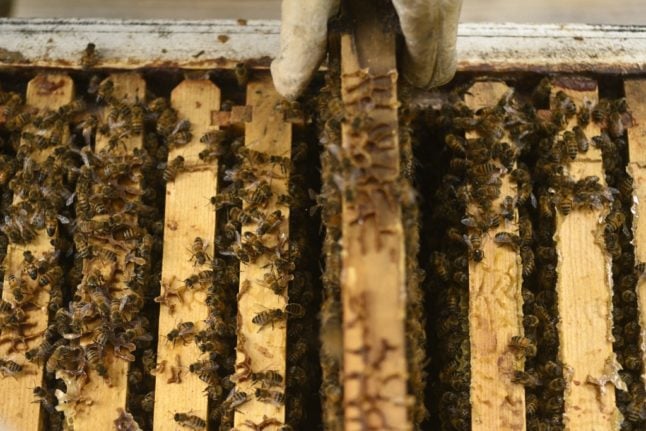 French beekeepers warn of 'catastrophic' harvests
