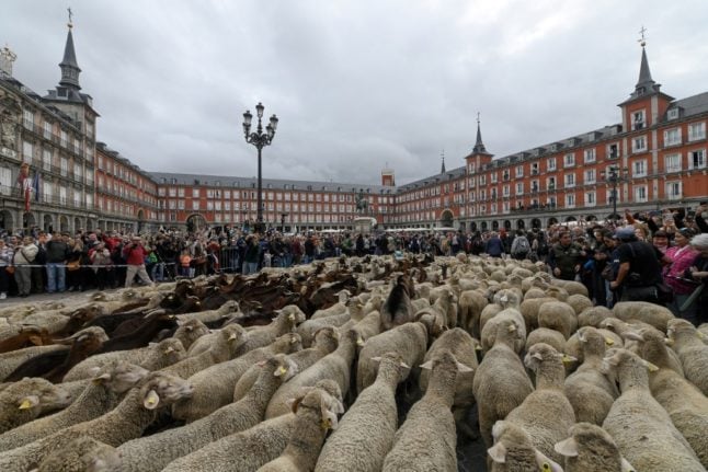 IN PICS: Why thousands of sheep take over Madrid for one day every year