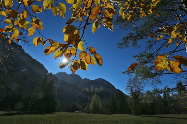 The Neuschwanstein Castle peeps out behind a tree in the autumn sunshine.