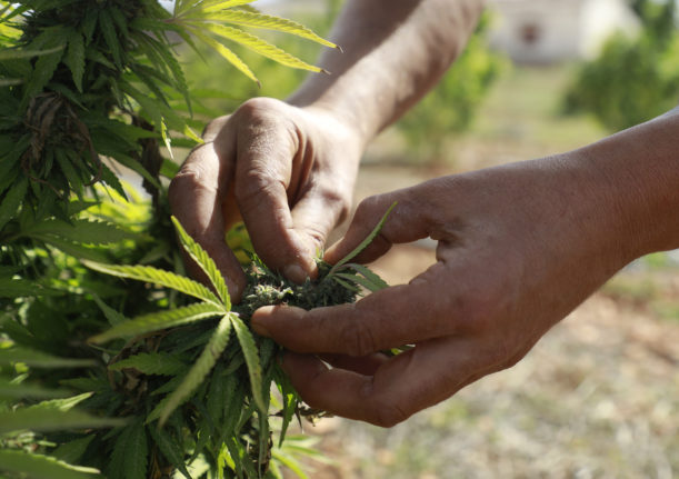 A worker collects cannabis blossoms on a plantation