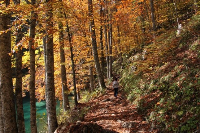 There's a bounty of treats to be gathered from Italy's forest floor in the autumn. 