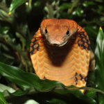 ‘Houdini’ cobra returns to enclosure at Swedish zoo