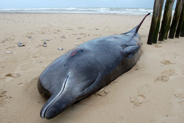 Whale dies after washing ashore in northern France