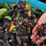 Free worms: How to start composting in France