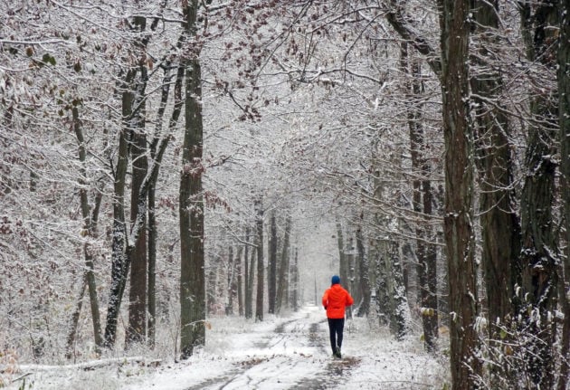A jogger runs through the snow-covered Berlin forest at temperatures around zero degrees Celsius.
