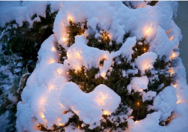 Firtree covered in snow