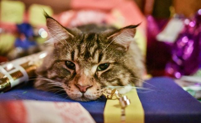 A cat snuggles up among Christmas presents