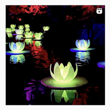 Water lily lights at the Incanto di luci Botanical gardens lights display.