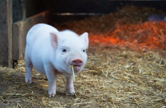 Seven traditional ways the Swiss celebrate the new year