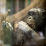 Crown Princess’s favourite chimp dies in Furuviksparken zoo drama