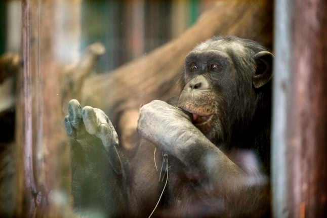 Crown Princess's favourite chimp dies in Furuviksparken zoo drama