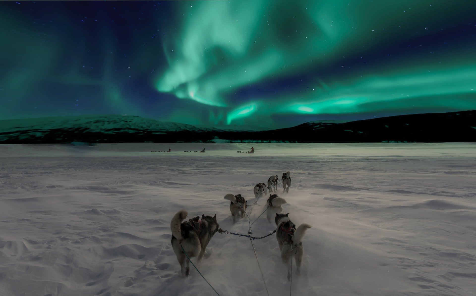 Pictured is a pack of dogs pulling a sledge beneath the Northern Lights in Norway.