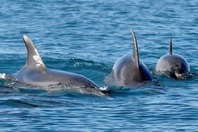 France under pressure to save dolphins from trawlers