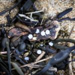 France to probe microplastic pellet pollution on Atlantic beaches