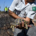 French tycoon fined €150k for harming tortoises