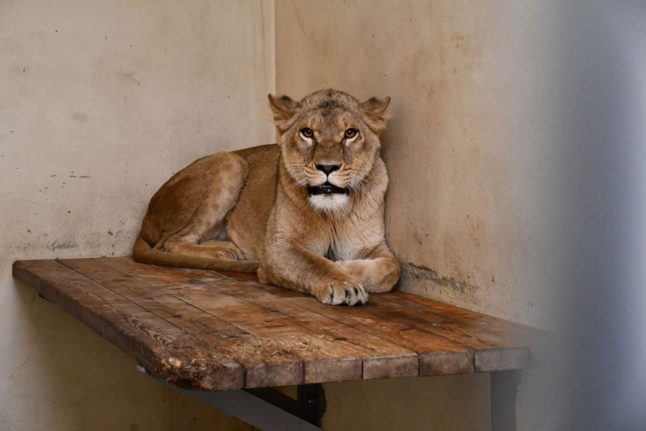 Three lions from Ukrainian zoo evacuated to Denmark
