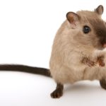 Why a mouse called Pérez is Spain’s tooth fairy