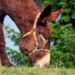 The Spanish village where locals bet on where a donkey will poo